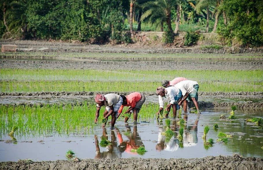 Buenas expectativas para el arroz 2024, aunque con falta de semilla certificada