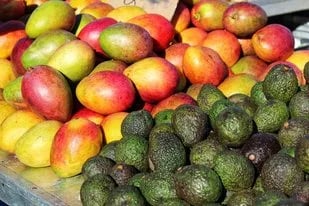 Internacional: La Macfrut Academy Analiza Estrategias y Tendencias en el Mercado Europeo de Aguacate y Mango