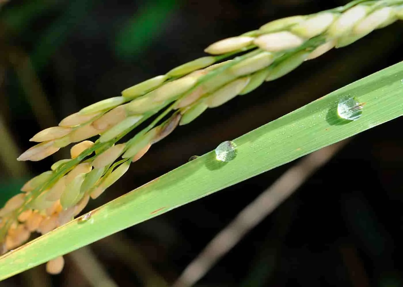 INTERNACIONAL: En menos tiempo los arroceros sabrían si la piricularia azota sus cultivos: Colombia