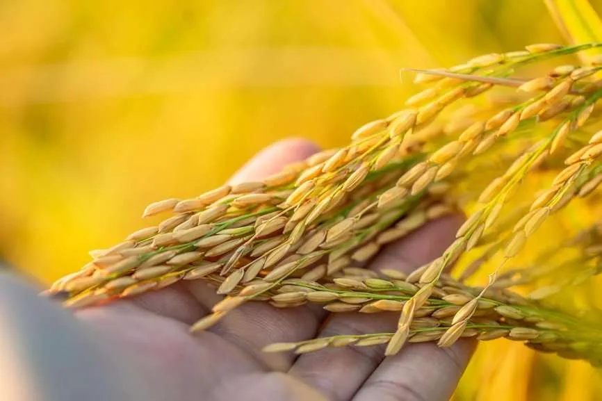 Científicos han diseñado un escudo bacteriano contra la explosión del arroz