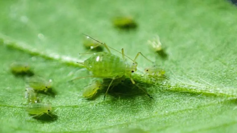 Los investigadores advierten sobre la amenaza global a los cultivos a medida que surge la resistencia a los insecticidas en los pulgones verdeazules