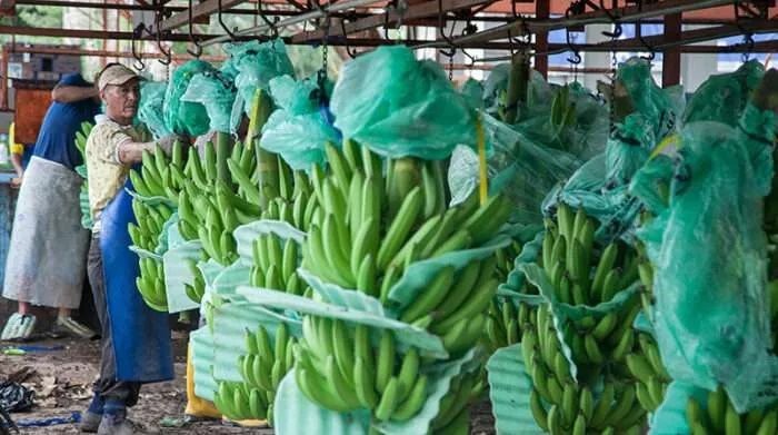 COLOMBIA: Bananeros piden más institucionalidad, empleo y confianza tras propuesta de reducir cultivos