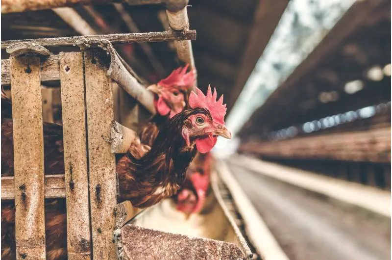 Informe destaca las preocupaciones de los agricultores sobre la carne cultivada