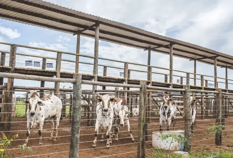 Qué mejoras debe tener un corral y cada cuánto deben hacerse