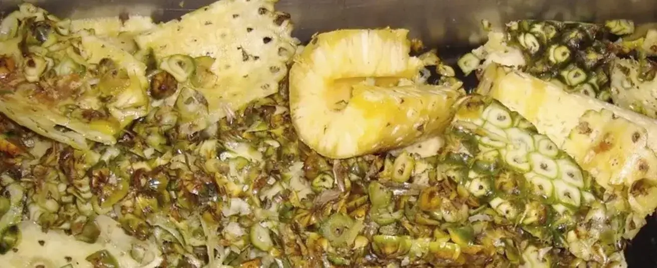 Descubra por qué la piña puede ser una alternativa para ensilaje de bovinos