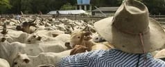 Colombia: Conozca los Frentes Solidarios Ganaderos: La estrategia de Fedegán para combatir la inseguridad