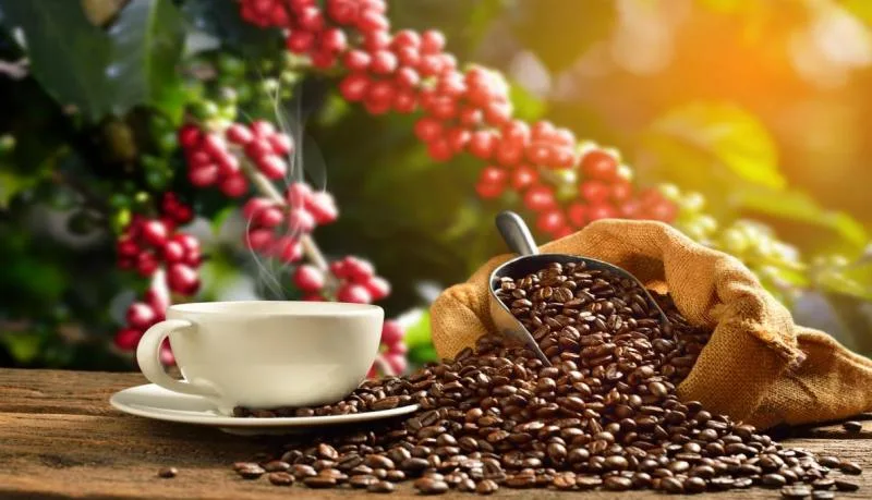ECUADOR: Pallatanga acogerá la Feria Nacional de Café Especial los días 6 y 7 de septiembre