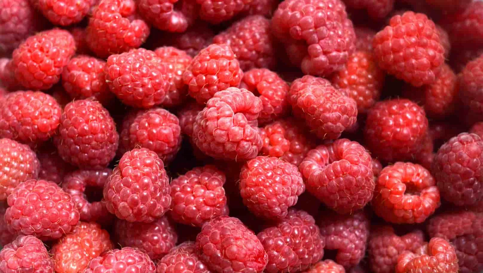 Frambuesas sin suelo: la alternativa del cultivo protegido que desafía la sequía