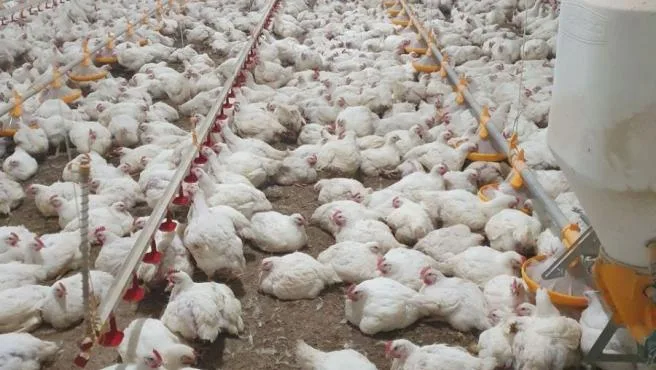 Científicos descubren por qué las granjas de pollos son un caldo de cultivo para bacterias resistentes a los antibióticos