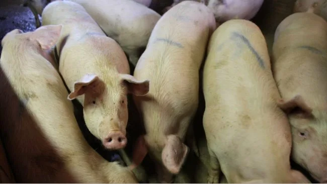 Internacional: Brasil tiene los costos de producción porcinos más bajos entre principales países productores