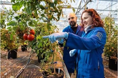 Cómo las plantas de tomate usan sus raíces para racionar el agua durante la sequía