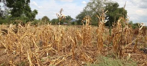 Internacional: Informe: El calentamiento del planeta provocará mayores pérdidas agrícolas