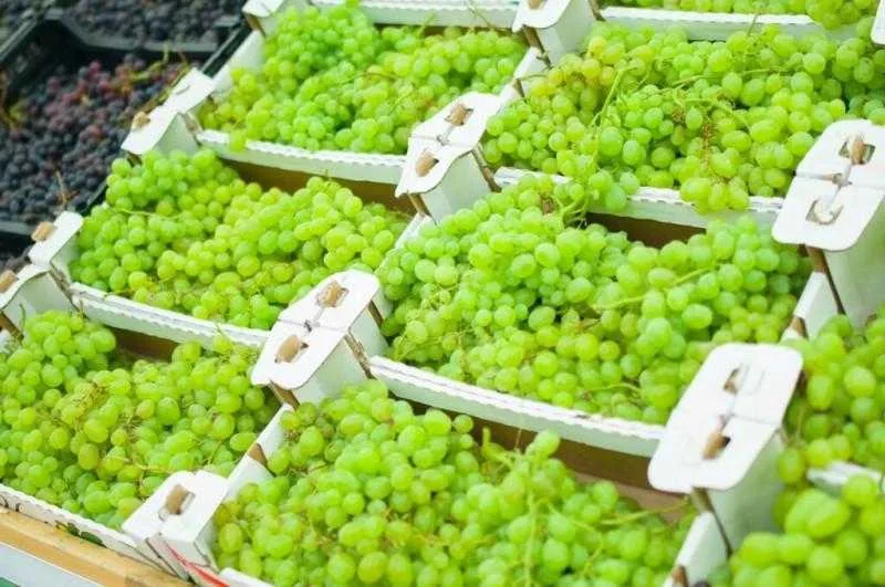 Internacional: Perú fue el noveno productor mundial de uva de mesa en la campaña 2022/2023 con 766.000 toneladas