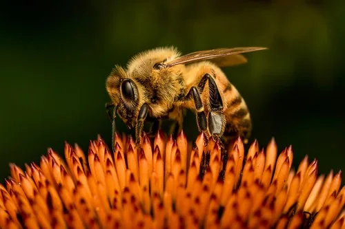 Logran dirigir las abejas hacia cultivos concretos para mejorar el rendimiento agrícola