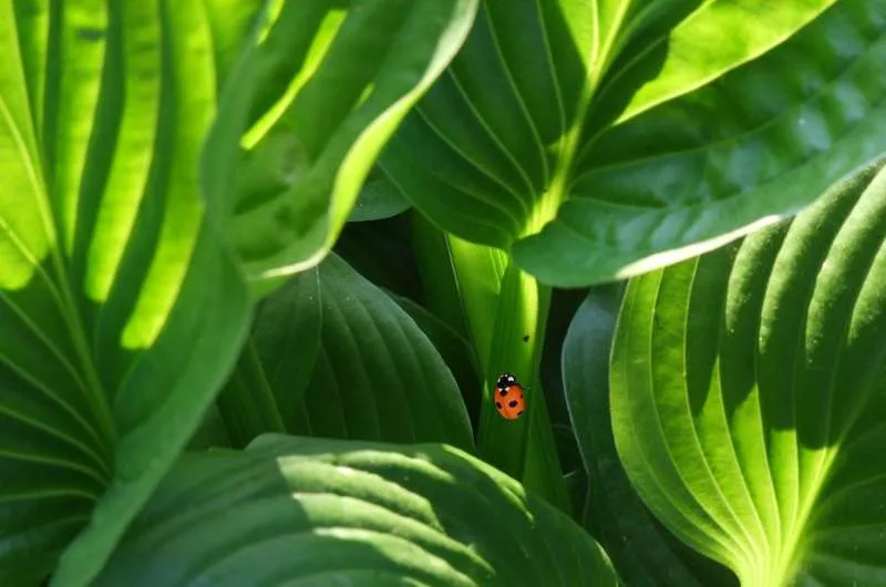 Los investigadores mejoran el contenido de nitrógeno de las semillas reduciendo los niveles de clorofila de las plantas