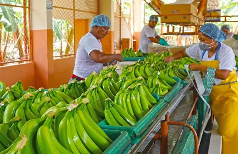 ECUADOR: Banano ecuatoriano celebra reducción arancelaria en EE. UU.