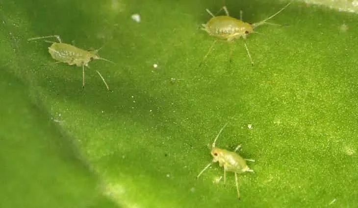 Anuncian avances en Alemania en la bioprotección de la remolacha azucarera contra los pulgones portadores de la ictericia viral