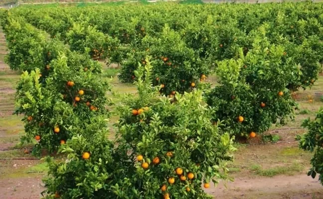 Internacional: La Comunidad Valenciana ha perdido más de 1.700 hectáreas de cultivo de cítricos en 2023