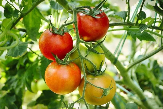 ESTADISTICAS: Resumen del mercado global del tomate