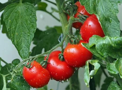 Un estudio revela mecanismos moleculares esenciales para el desarrollo de los tomates