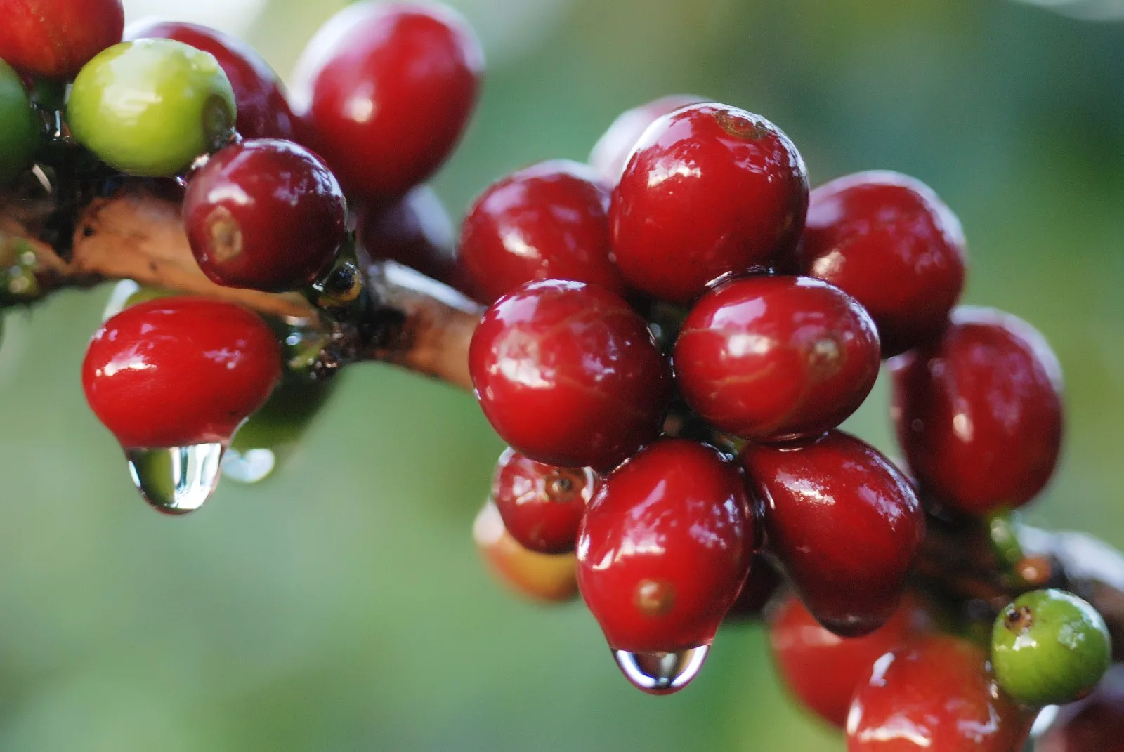 Aumentar las áreas de siembra de café, es el nuevo reto de Ecuador con la firma del TLC con China