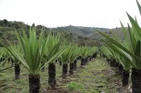 INTERNACIONAL: Las fibras de una planta nativa aumentan la resistencia de los muros en las construcciones
