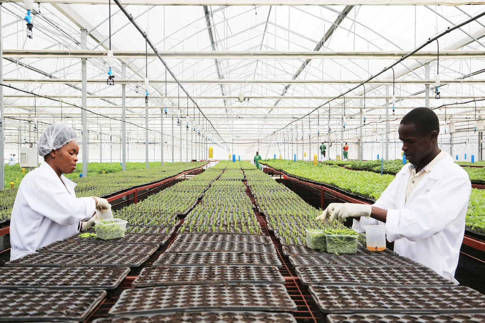 INTERNACIONAL: Cómo la biotecnología agrícola podría impulsar la seguridad alimentaria