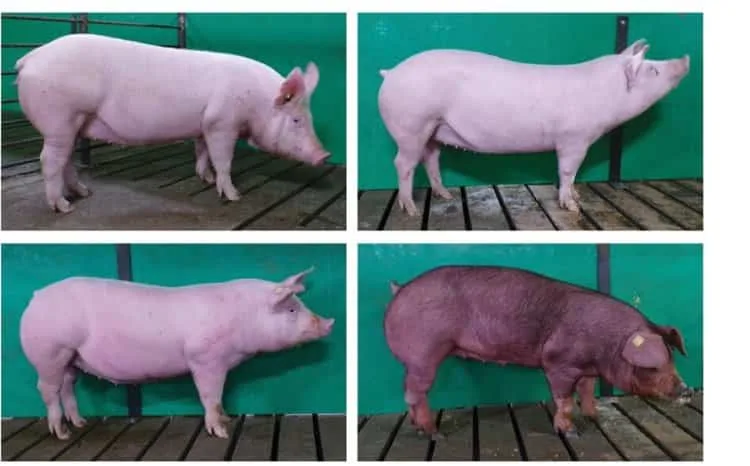 INFORME TÉCNICO: Cerdos genéticamente modificados para resistir el síndrome reproductivo y respiratorio esperan la aprobación de EE. UU