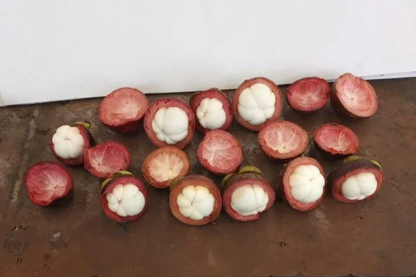 INTERNACIONAL: "El mangostán es la fruta exótica que más nos demandan"