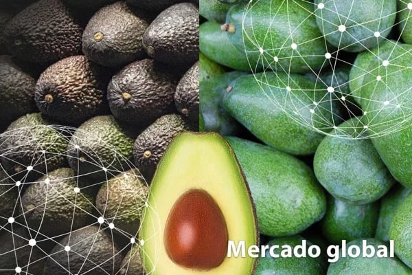 Resumen del mercado global del aguacate
