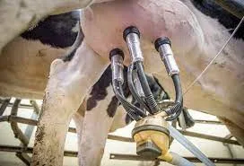 Cuánta leche debe producir una vaca para ser rentable