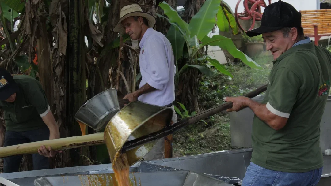 INTERNACIONAL: La panela es un negocio que mueve $3 billones al año y genera 270.000 empleos