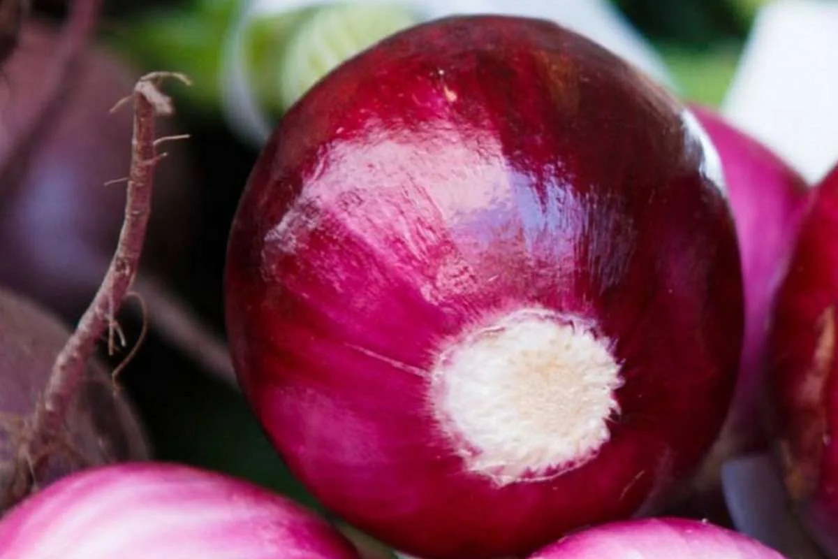 INTERNACIONAL: La presión sobre la oferta de cebollas podría sentirse hasta agosto