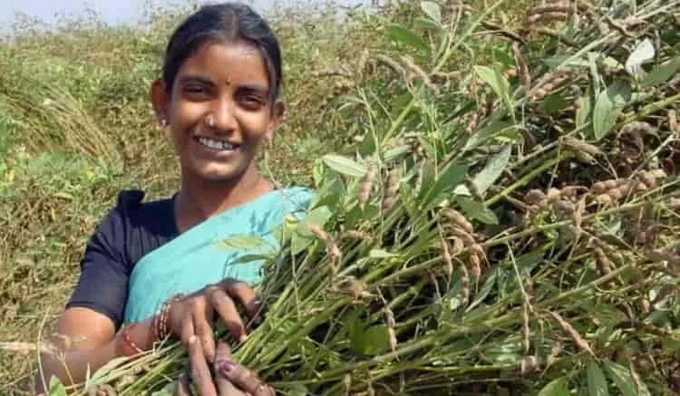 INTERNACIONAL: Los científicos han desarrollado el primer protocolo del mundo para cultivar frijol gandul a alta velocidad.