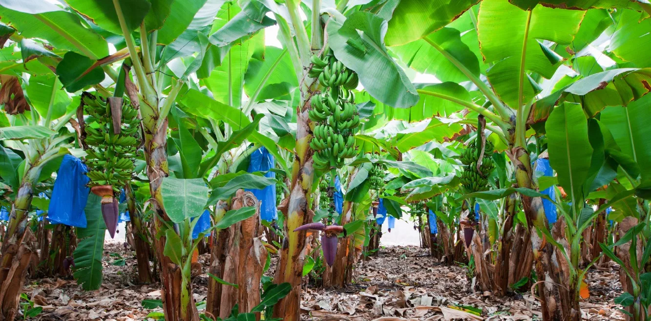 Ecuador fortalece vínculos con Alemania para el desarrollo del agro