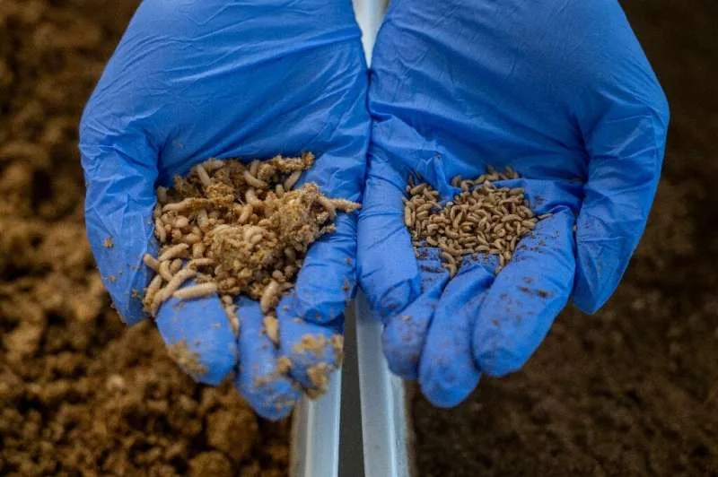 INFORME TÉCNICO: Las granjas de salmón de Noruega recurren al menú vegetariano