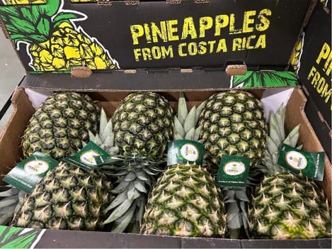 INTERNACIONAL: Piñas sin corona, una solución excelente para el transporte aéreo