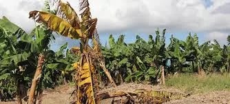 Sector bananero de Colombia se une contra el fusarium