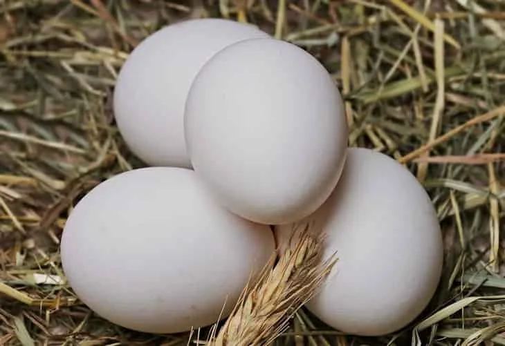 INFORME TÉNICO: Cómo elegir una incubadora de huevos