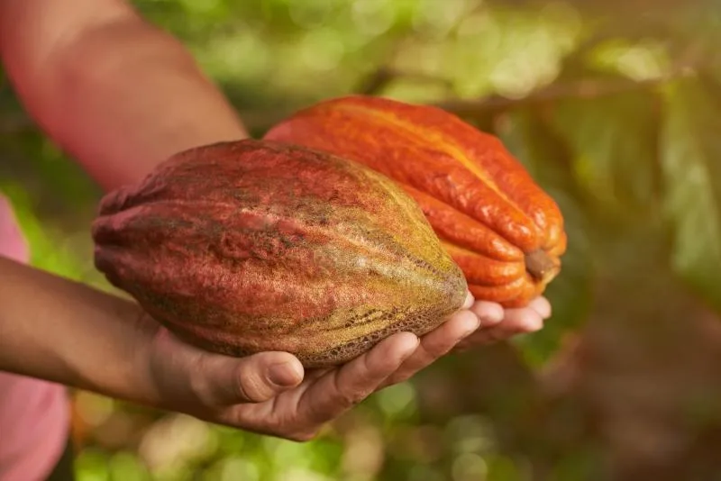 Hongos del desierto podrían salvar al cacao