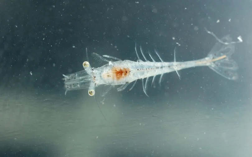 Expertos en acuicultura expusieron estrategias para el manejo de la larvicultura en Aqua Expo Santa Elena 2024