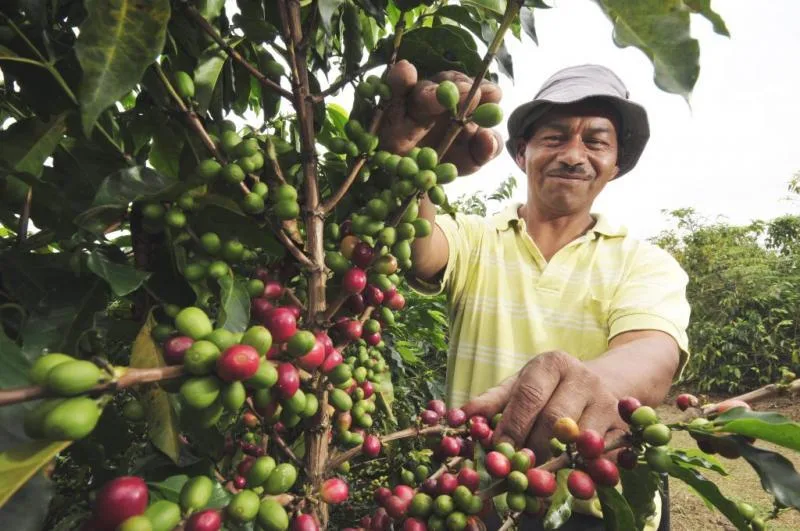 INTERNACIONAL, PERÚ: Productores piden estrategia para seguir exportando a la UE
