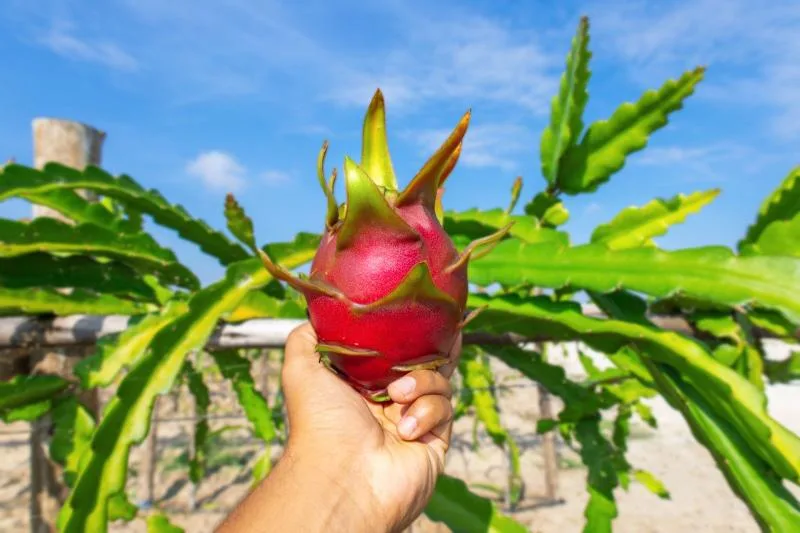INTERNACIONAL: R Coorp lanzará al mercado nacional productos procesados derivados de pitahaya