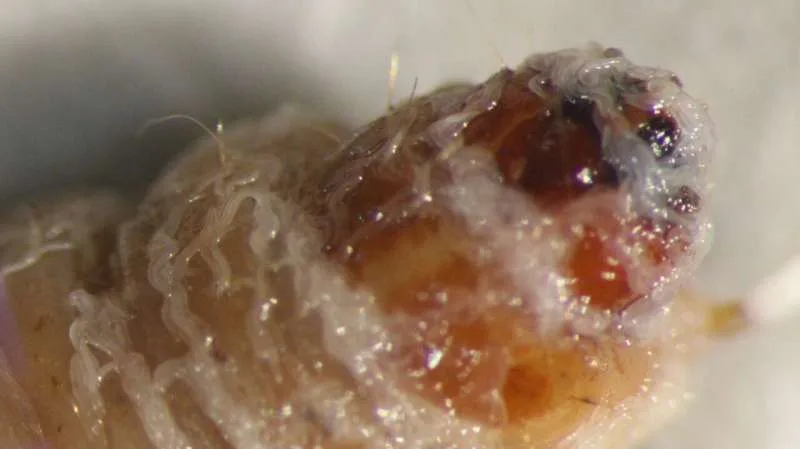 INTERNACIONAL:Descubrimiento de nuevas especies de nematodos que podrían proteger los cultivos sin pesticidas