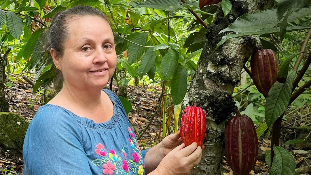INTERNACIONAL, COLOMBIA: El cacao con denominación especial que exportarán más de 70 mujeres tolimenses