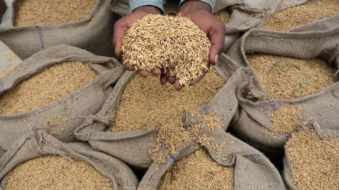 INTERNACIONAL, COLOMBIA: Federación Nacional de Arroceros indicó que la producción de arroz aumentó 7,3%