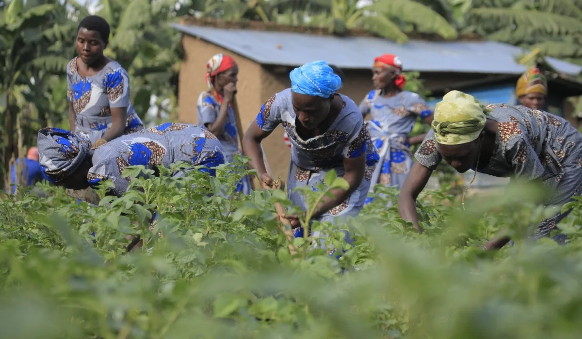 INTERNACIONAL: Los préstamos para las agricultoras disminuyen un 78%