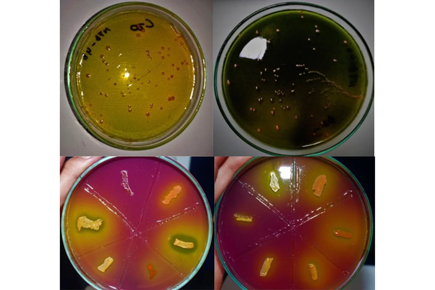 INFORME TÉCNICO: Bacterias amazónicas, protagonistas de la riqueza de nutrientes en sus suelos