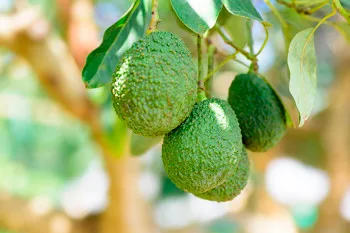 INTERNACIONAL: El USDA busca candidatos para el Consejo Nacional del Aguacate Hass