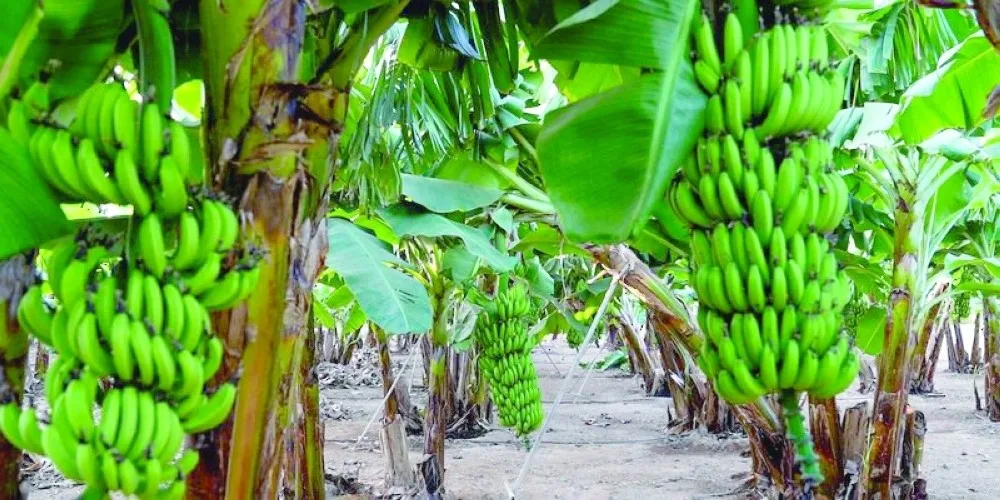 INTERNACIONAL: Descubren en Omán una nueva variedad de banana